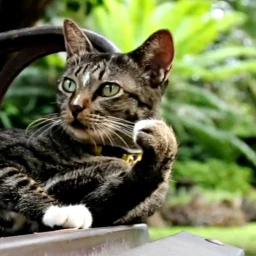 Cat Live Wallpaper