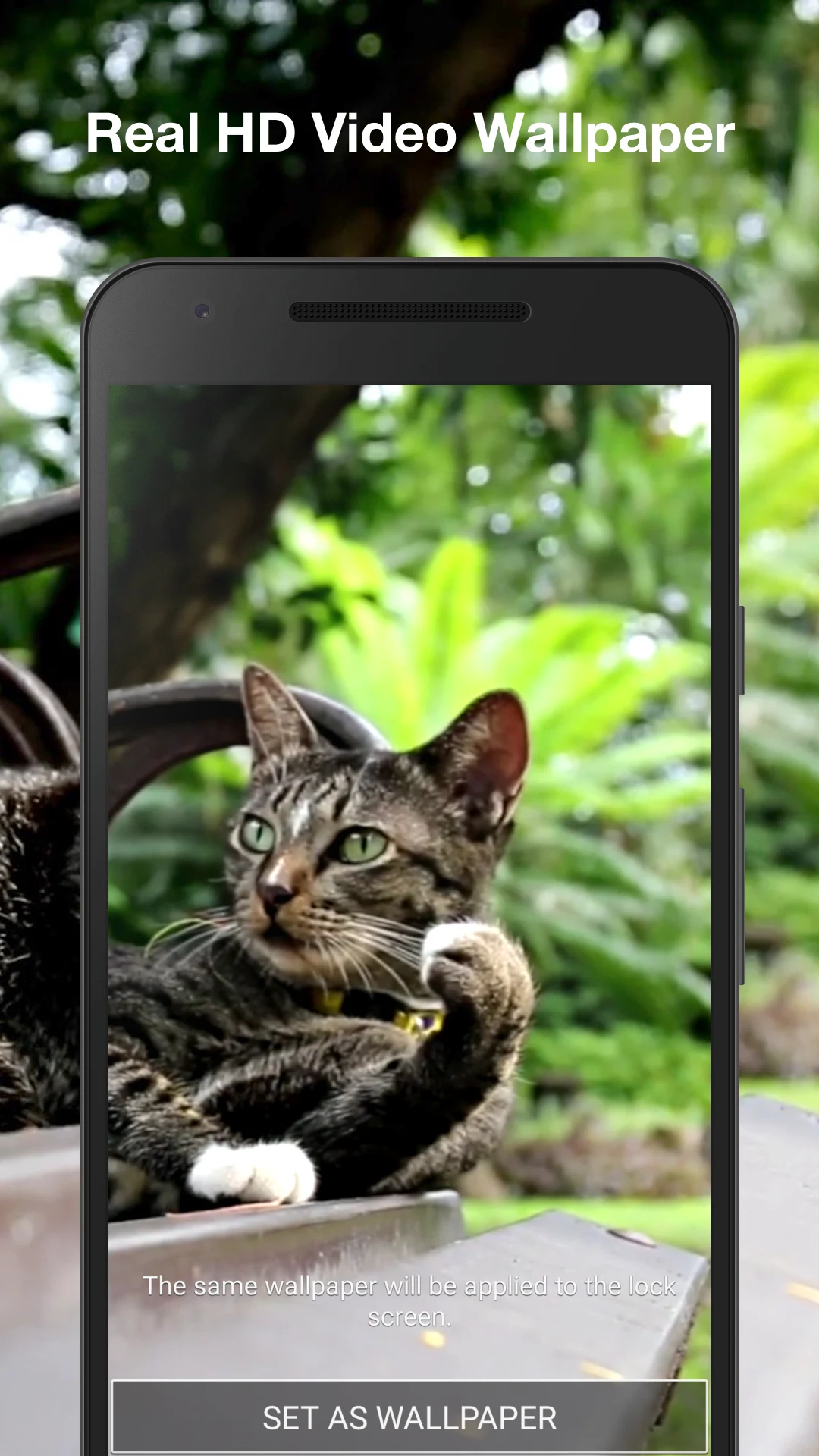 Cat Live Wallpaper screenshot