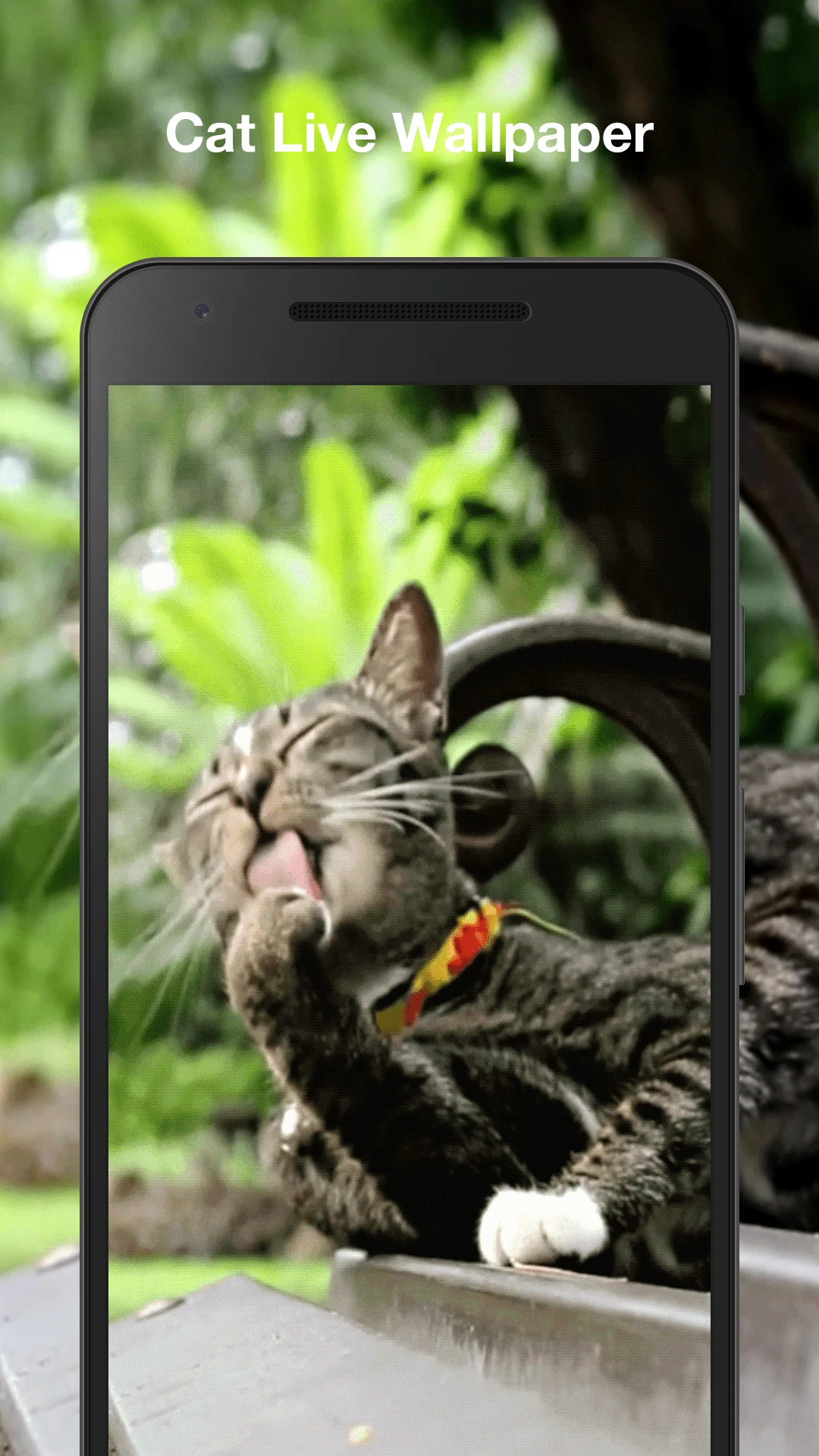 Cat Live Wallpaper screenshot